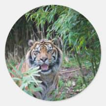 Sumatran Tiger Runder Aufkleber