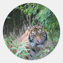 Sumatran Tiger Runder Aufkleber