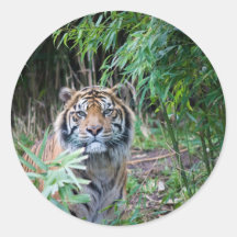 Sumatran Tiger Sticker