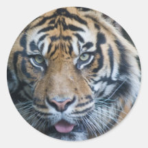 Sumatran Tiger Stickers