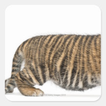 Sumatran Tigerjunges - der Pantheratigris sumatrae Stickers