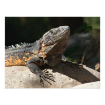 Sun-Anbetenleguan Kunst Fotos