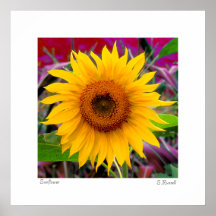 Sun-Blumen-Plakat