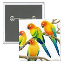 Sun Conure plappert Pin nach Anstecknadelbutton