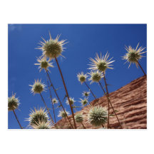 Sun-Distel-Postkarte