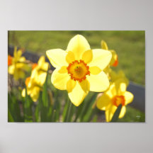 Sunlit Narzisse Posterdruck