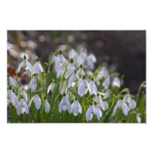 Sunlit Snowdrops Fotografie