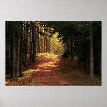 Sunlit Waldweg Plakatdrucke