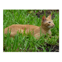 süße braune Katze Postkarte