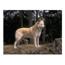Süße Hundefoto-Karten, Geschenke - fertigen Sie be Postkarte