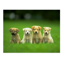 Süße Hundefoto-Karten, Geschenke - fertigen Sie be Postkarten