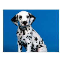 Süße Hundefoto-Karten, Geschenke - fertigen Sie be Postkarten