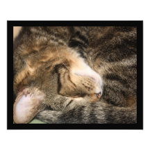 Süße Traum-Schlafenkatzen-Foto-Erweiterung