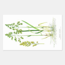 Süßes Gras botanisch Sticker