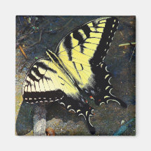 Swallowtail Magnet Magnete