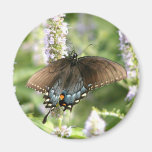Swallowtail Schmetterlingsmagnet