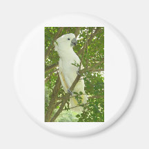 SydneyCockatoo Magnete