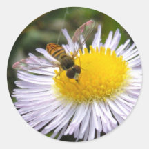 Syrphid auf Wildblume-Aufkleber