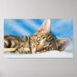 Tabby-Kätzchen Plakat