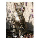 Tabby-Katze in einem Lavendor Bush Postkarten
