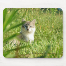 Tabby-Punkt-Miezekatze Mousepads