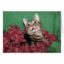 Tabby-Weihnachten Karten