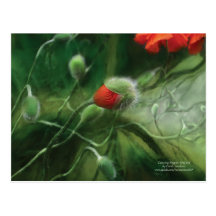 Tanzen-Mohnblumen-Postkarte