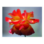 Tanzen-Rote Rose und -bedeutung Postkarten