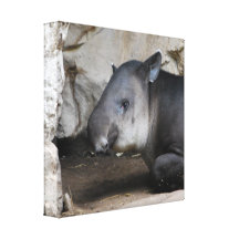 Tapir-Leinwand-Druck Gespannter Galeriedruck
