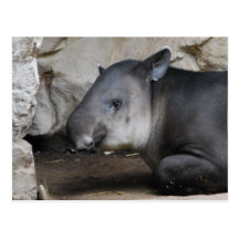 Tapir-Postkarte