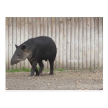 Tapir Postkarte