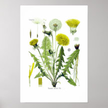 Taraxacum officinale (Löwenzahn) Posterdruck