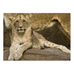Taschen-Kalender Löwe-CUBs 2011 (Großbritannien) Visitenkartenvorlagen