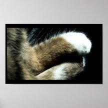 Tatzen Posterdrucke