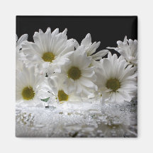 Tau und Gänseblümchen Magnete