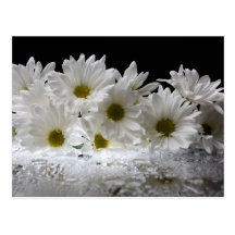 Tau und Gänseblümchen Postkarte