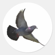 Tauben Sticker