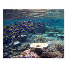 Taubenblaue Chirurg-Fische Fotodrucke