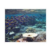 Taubenblaue Chirurg-Fische Leinwanddruck