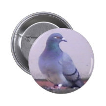 Taubenkopie Button