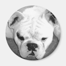Tauber Frenchie Magnet Kühlschrankmagnet