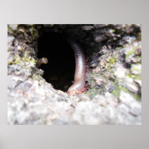 Tausend Legger Plakate