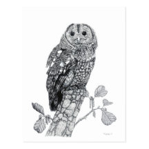 Tawny Eule - leere Postkarte