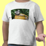 Teddy t-shirts