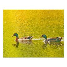 Teich des Goldes Kunstfoto
