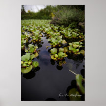 Teich Plakat