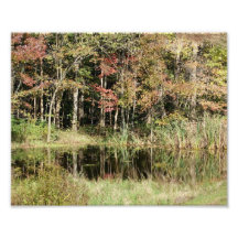 Teich-Ruhm - 10x8 - photographischer Druck