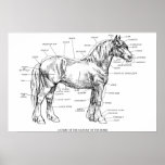 Teile des Pferds Posterdruck