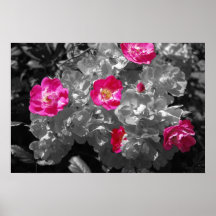 Teilweise Rosa Plakate