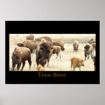 Texas-Bison Posterdruck